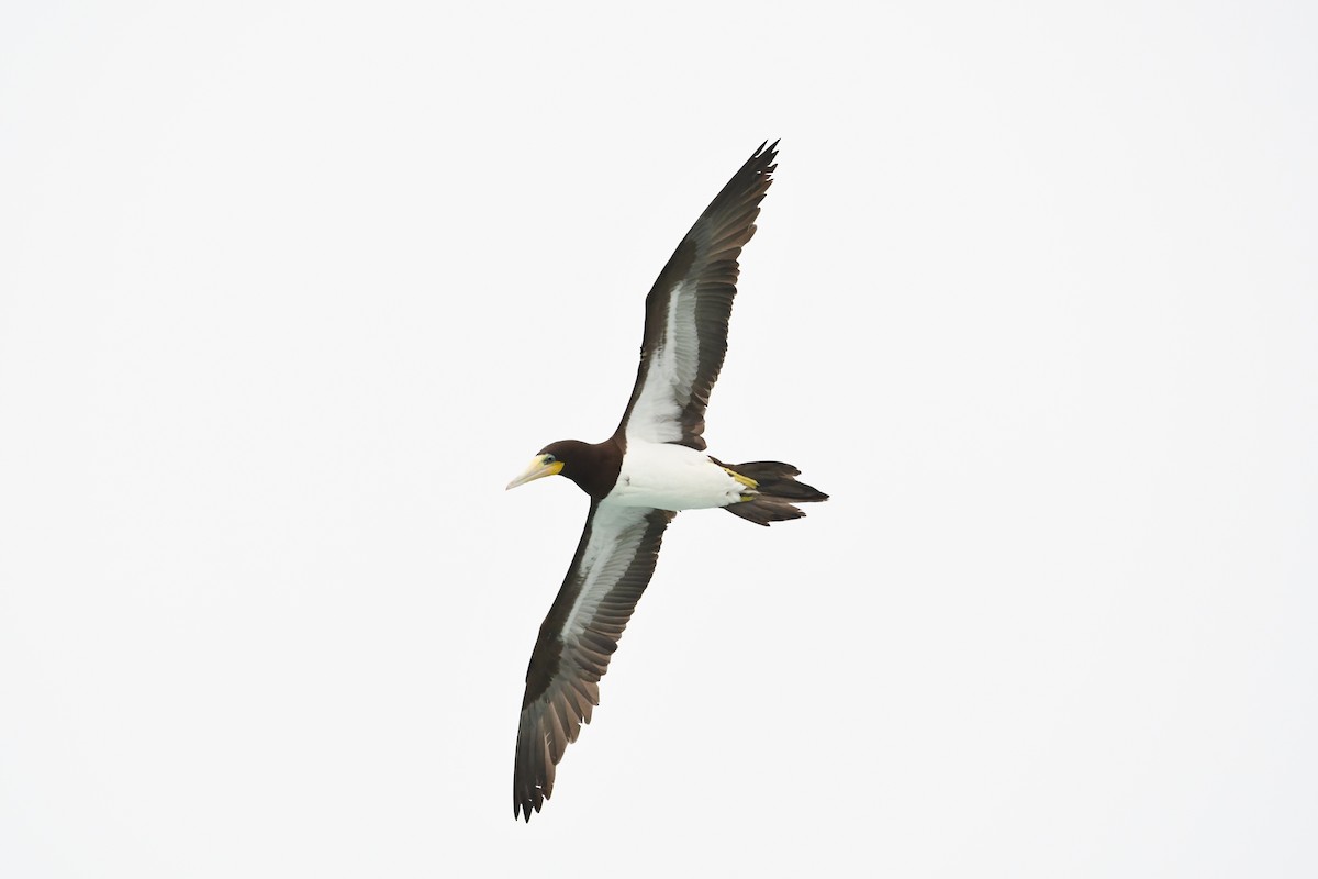 Brown Booby - ML646649121