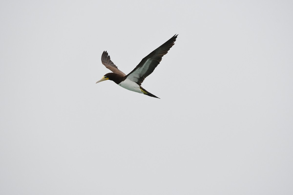 Brown Booby - ML646649122