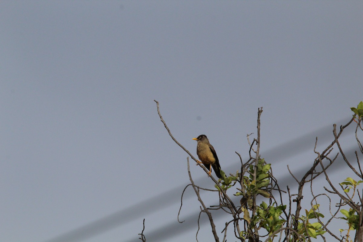 Austral Thrush - ML646649123