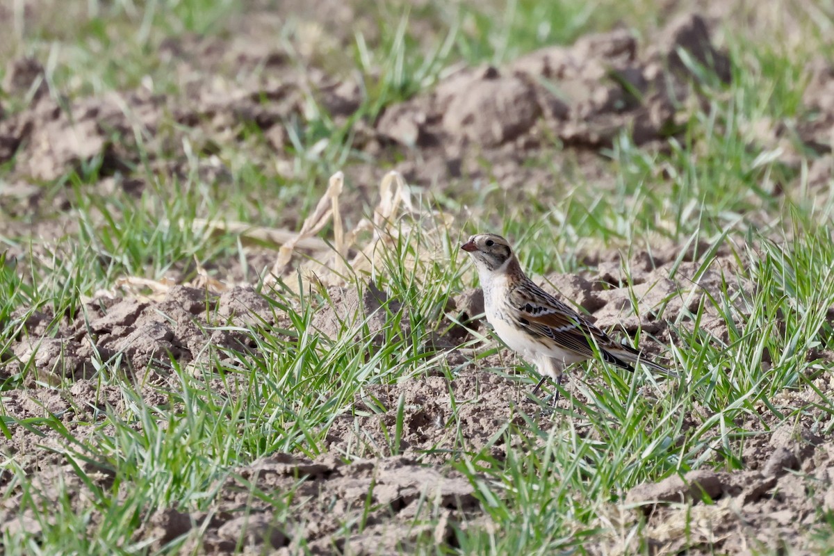 ツメナガホオジロ - ML646649125