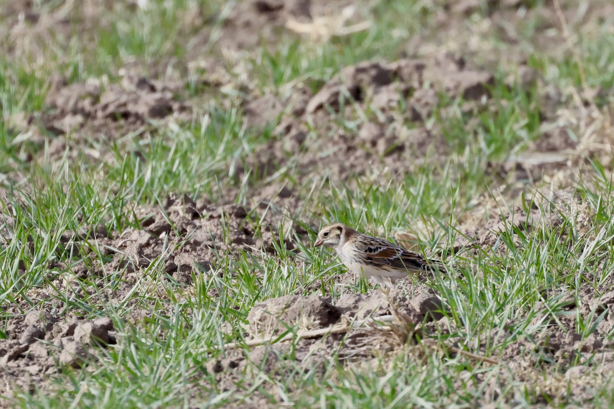 ツメナガホオジロ - ML646649126