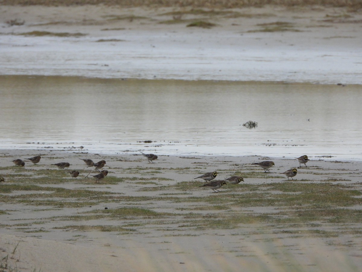 Horned Lark - ML646649127