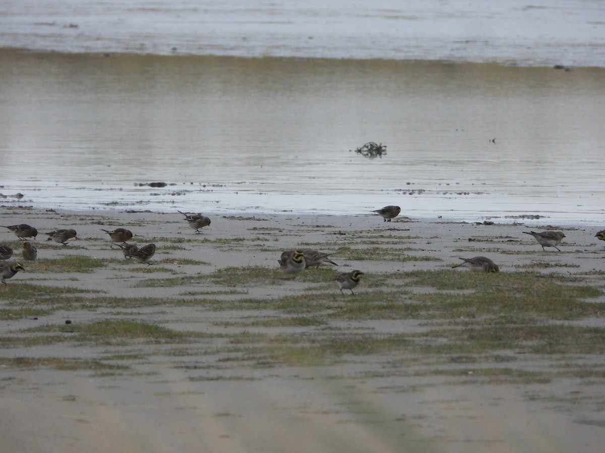 Horned Lark - ML646649128