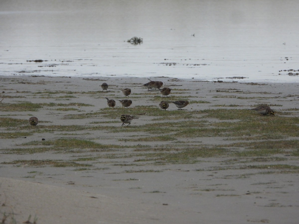 Horned Lark - ML646649129