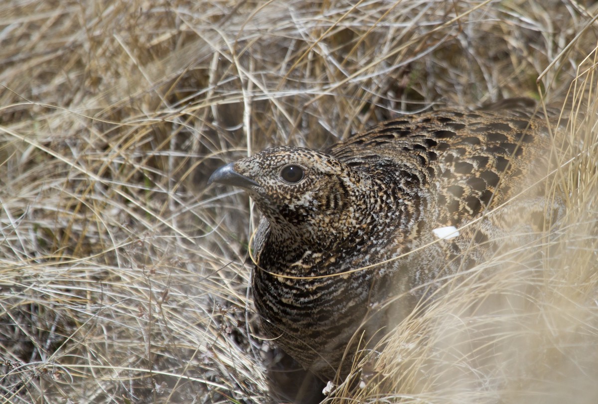 Caucasian Grouse - ML646649130
