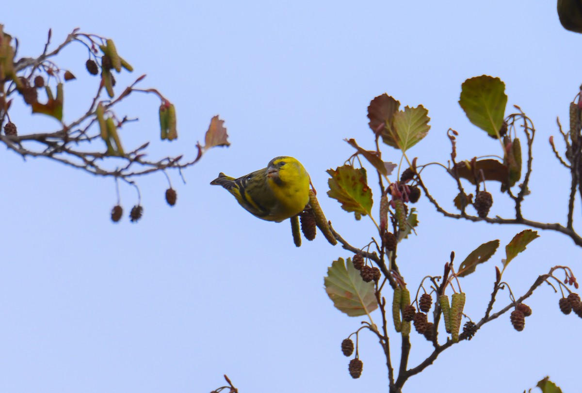 Eurasian Siskin - ML646649131