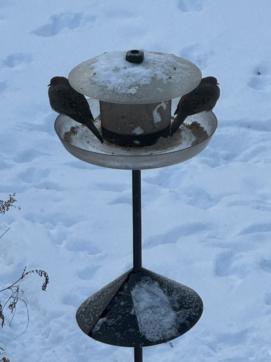 Tourterelle triste - ML646649133