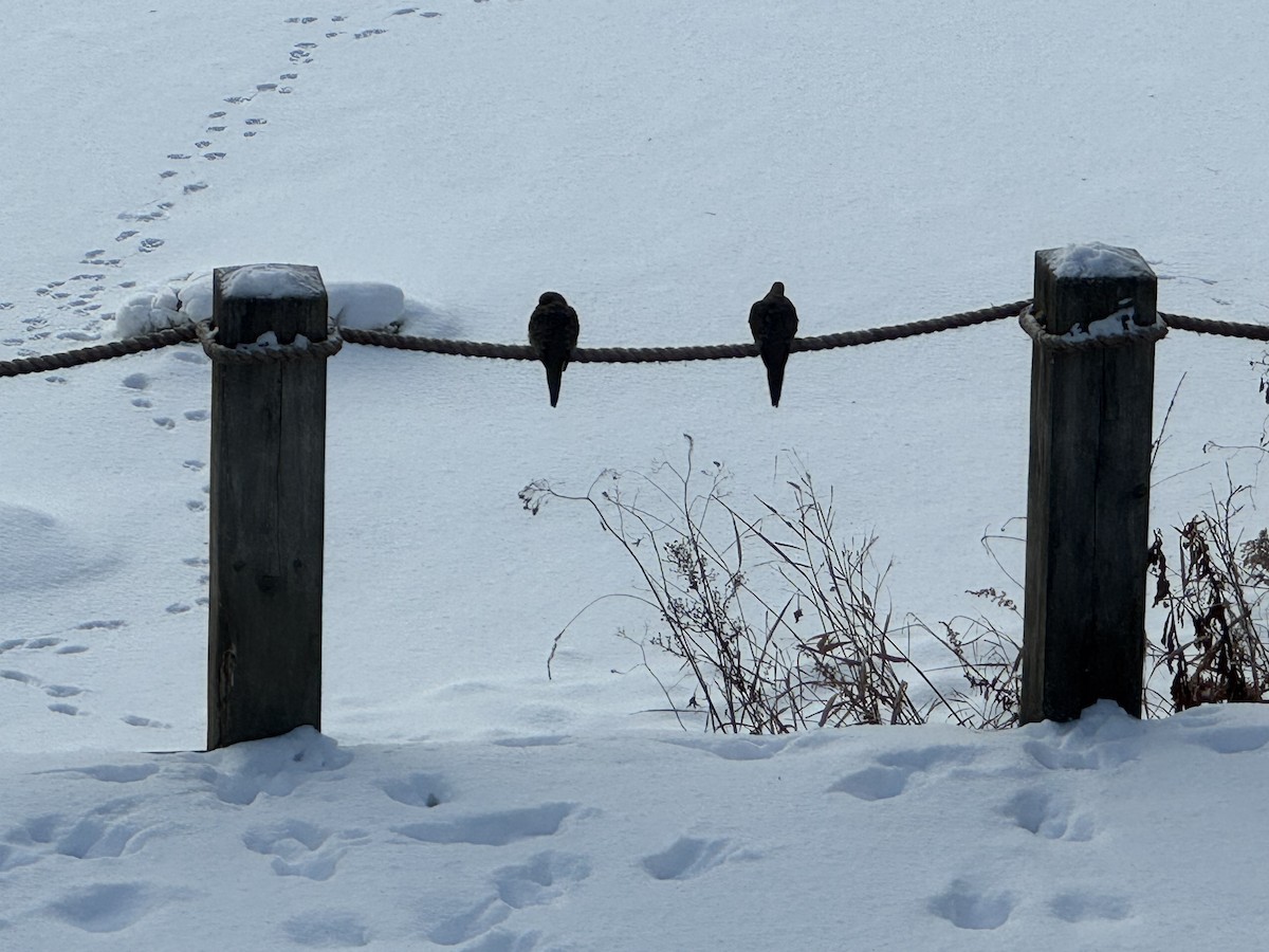 Tourterelle triste - ML646649134