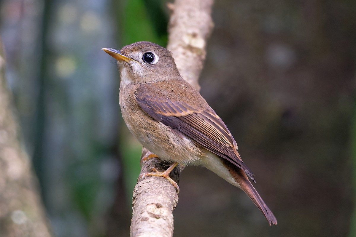 Gobemouche muttui - ML646649138