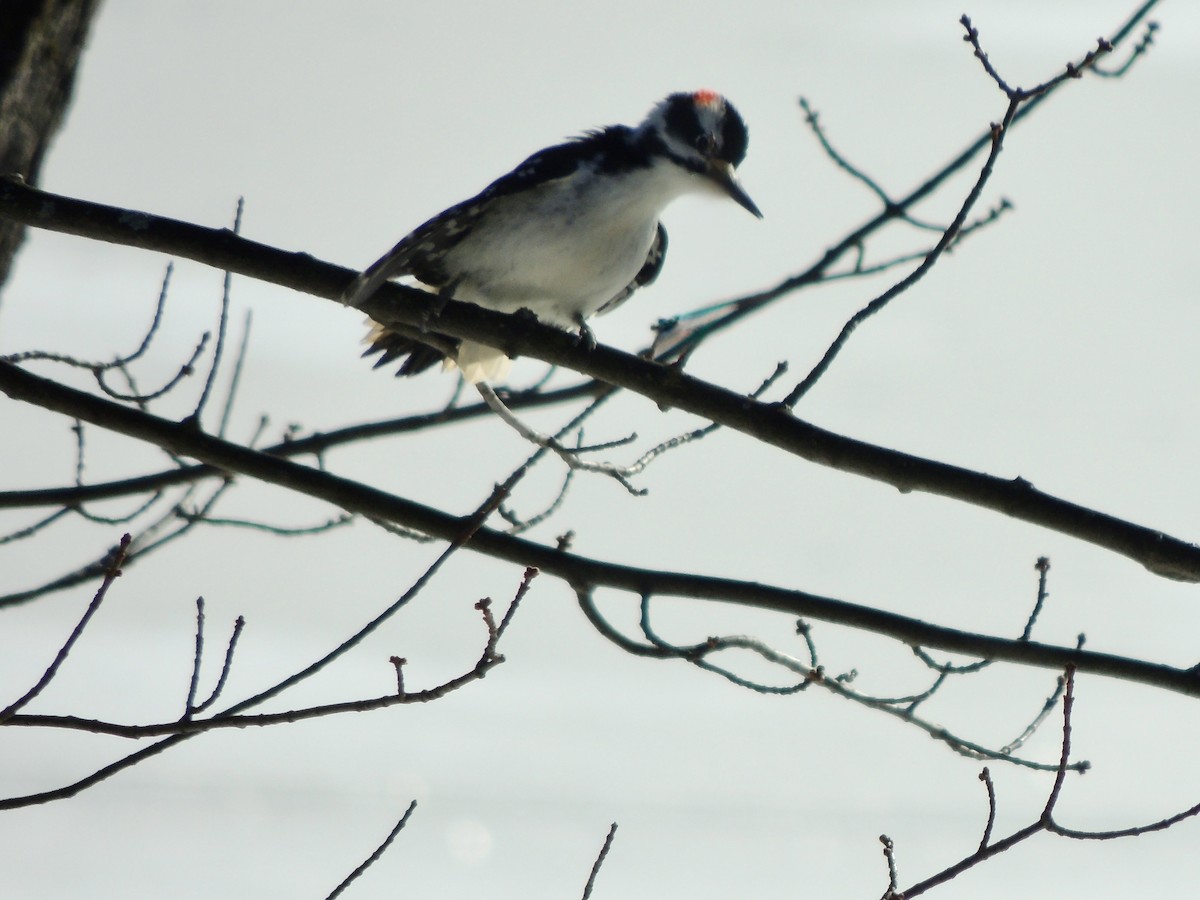 Hairy Woodpecker (Eastern) - ML646649146
