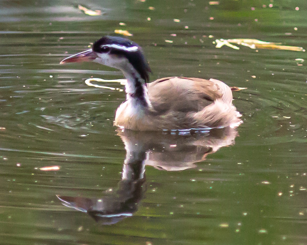 Sungrebe - ML646649149