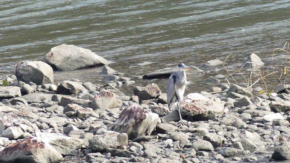 Gray Heron - ML646649150