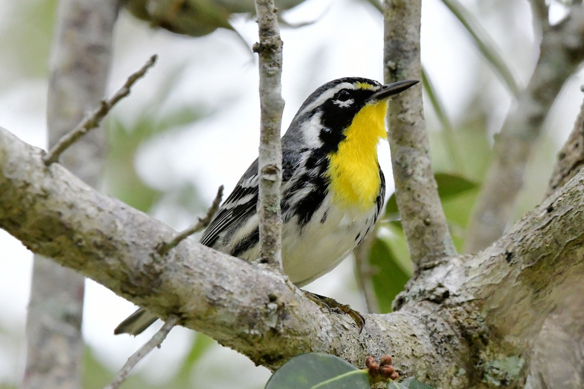Yellow-throated Warbler - ML646649151