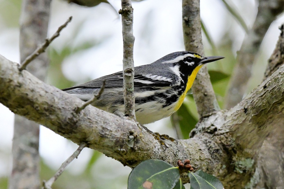 Yellow-throated Warbler - ML646649152
