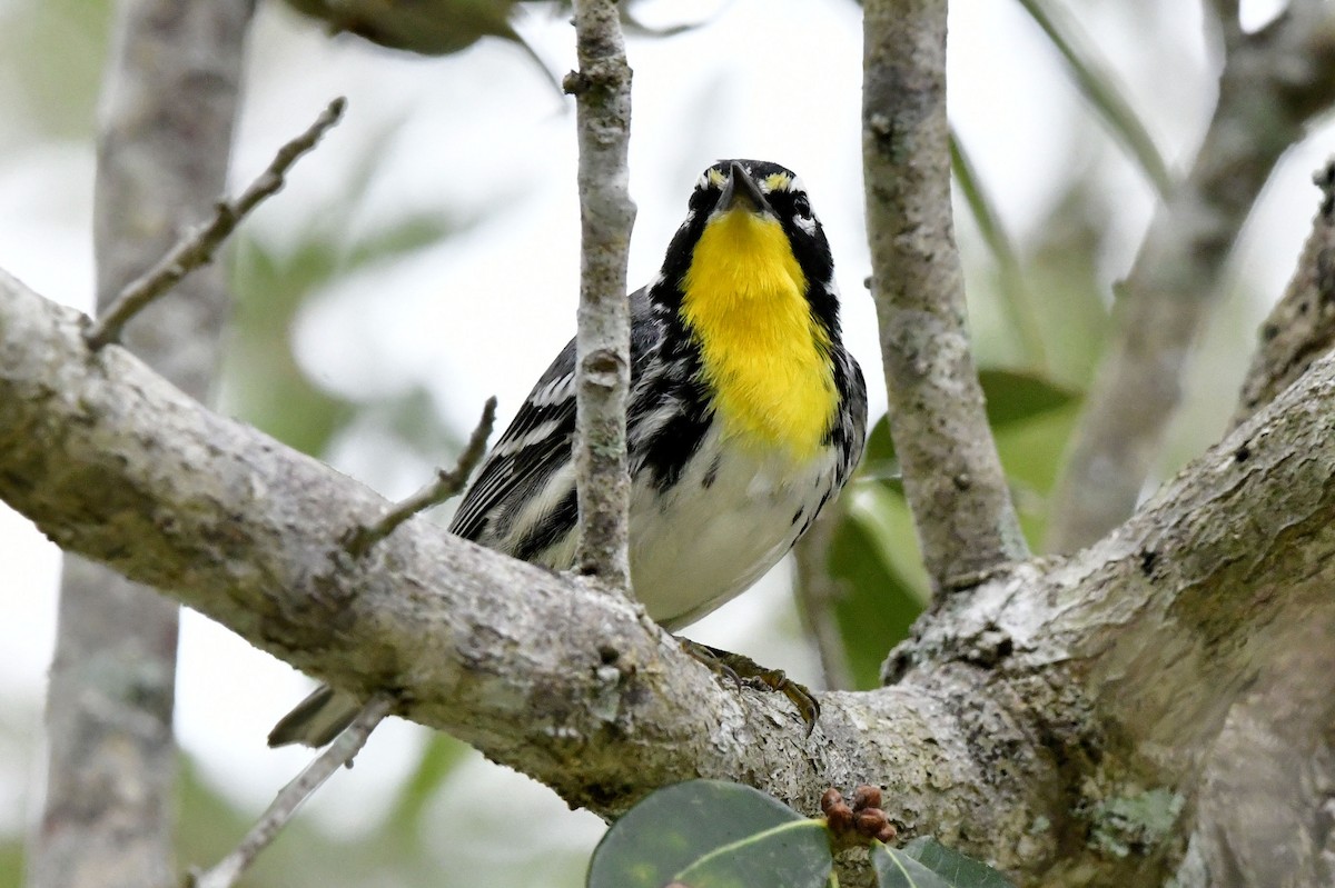 Yellow-throated Warbler - ML646649153