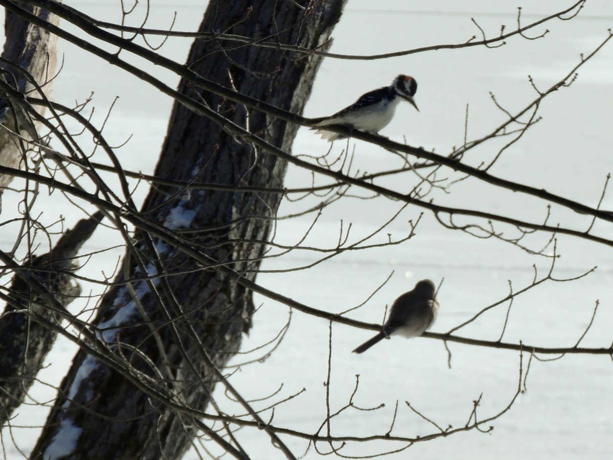 Northern Shrike - ML646649154