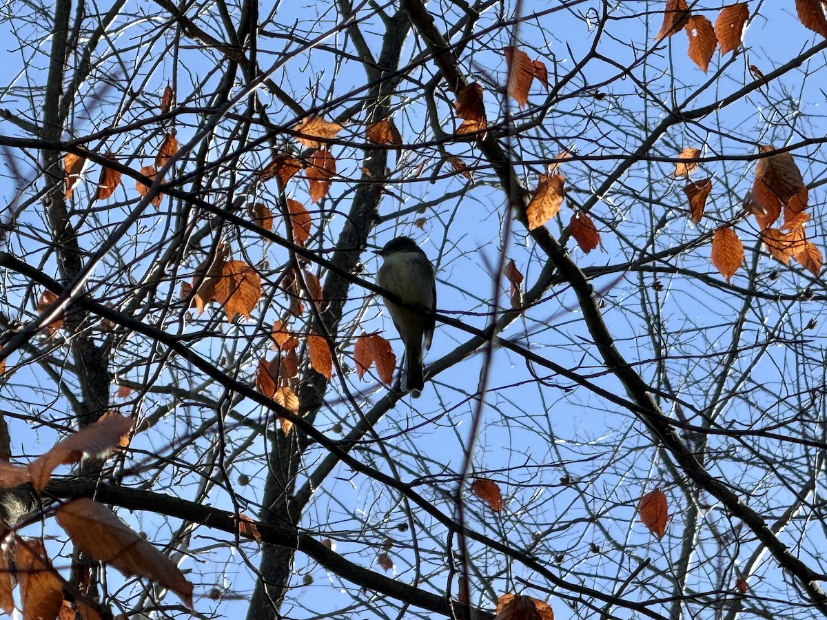 Eastern Phoebe - ML646649155