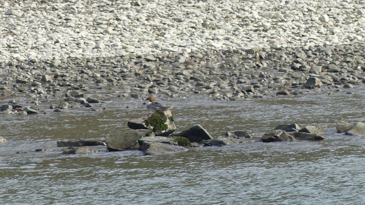 Common Merganser (Eurasian) - ML646649158