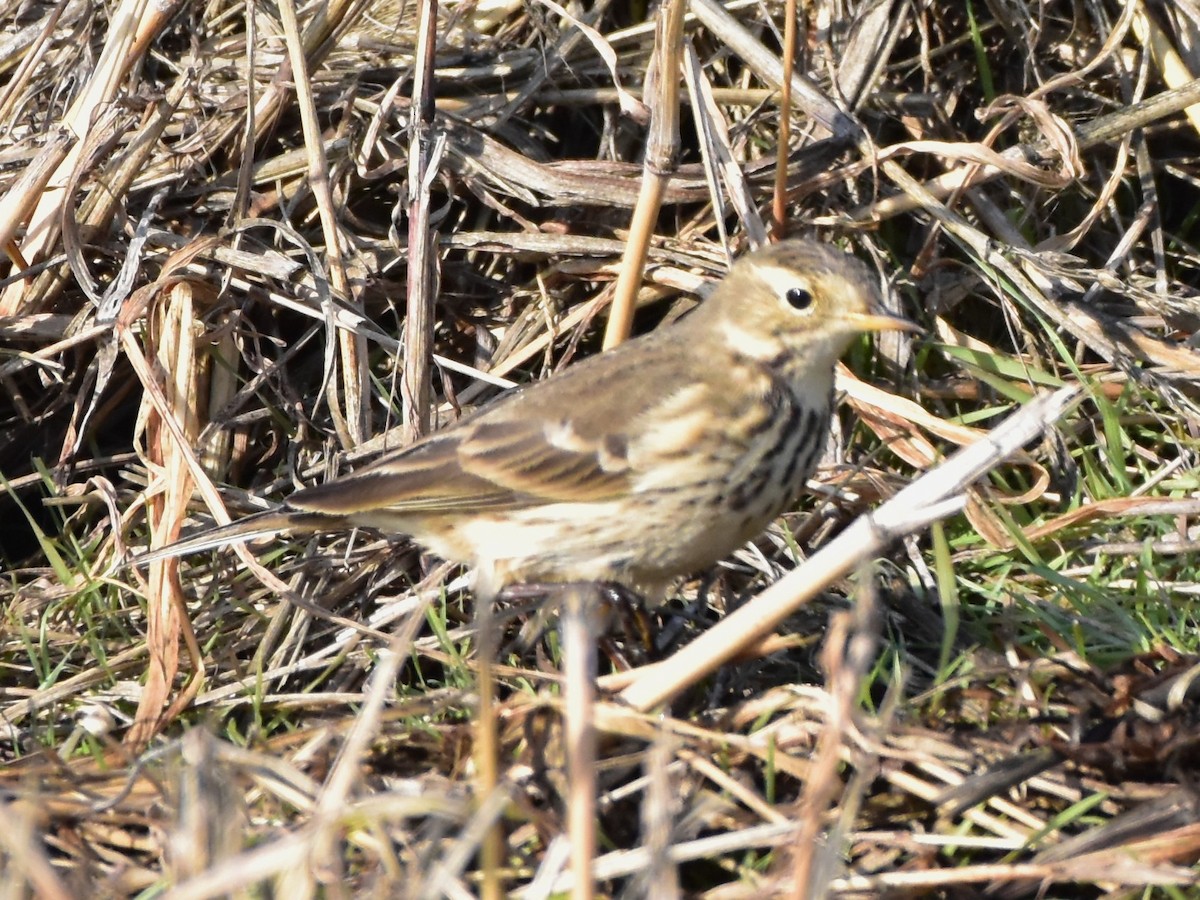American Pipit - ML646649164