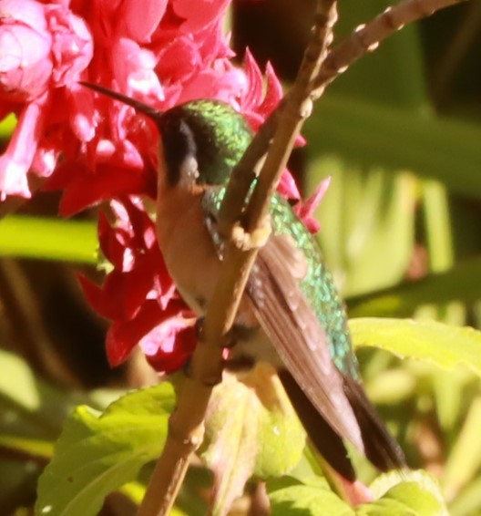 Colibrí Gorjipúrpura - ML646649165