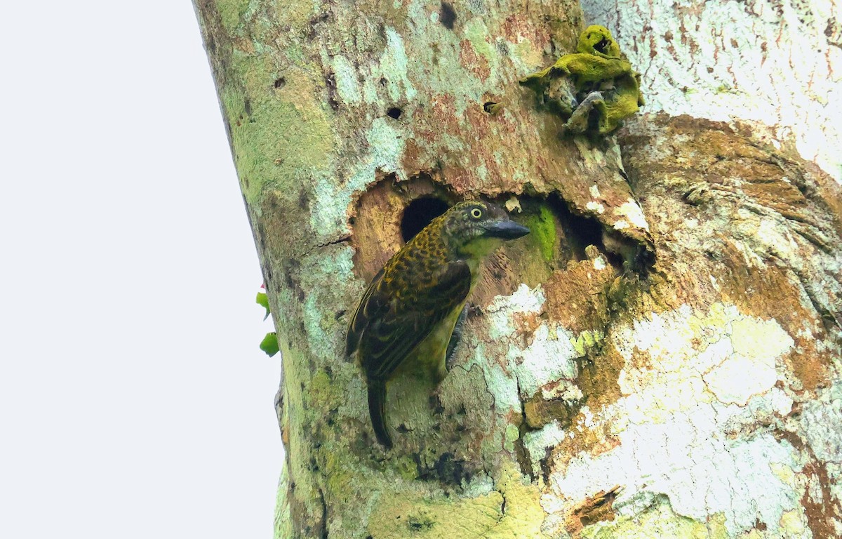 Speckled Tinkerbird - ML646649167