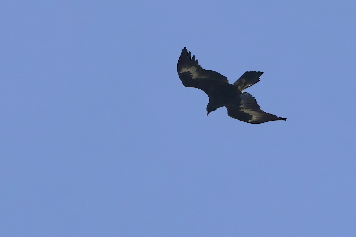 Клинохвостый орёл - ML646649168