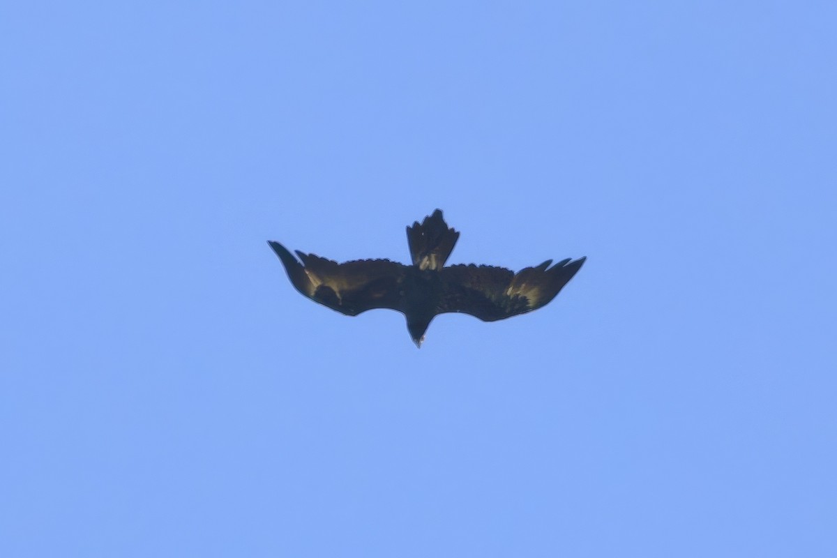 Клинохвостый орёл - ML646649169