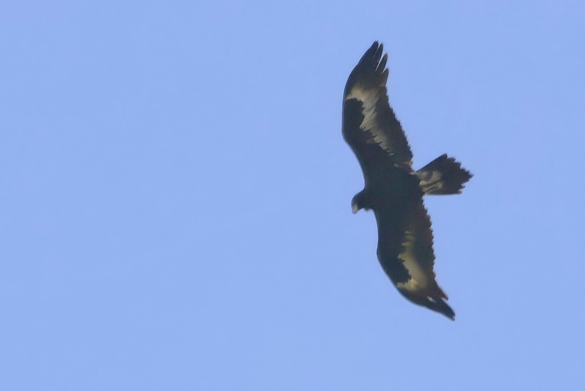 Клинохвостый орёл - ML646649170