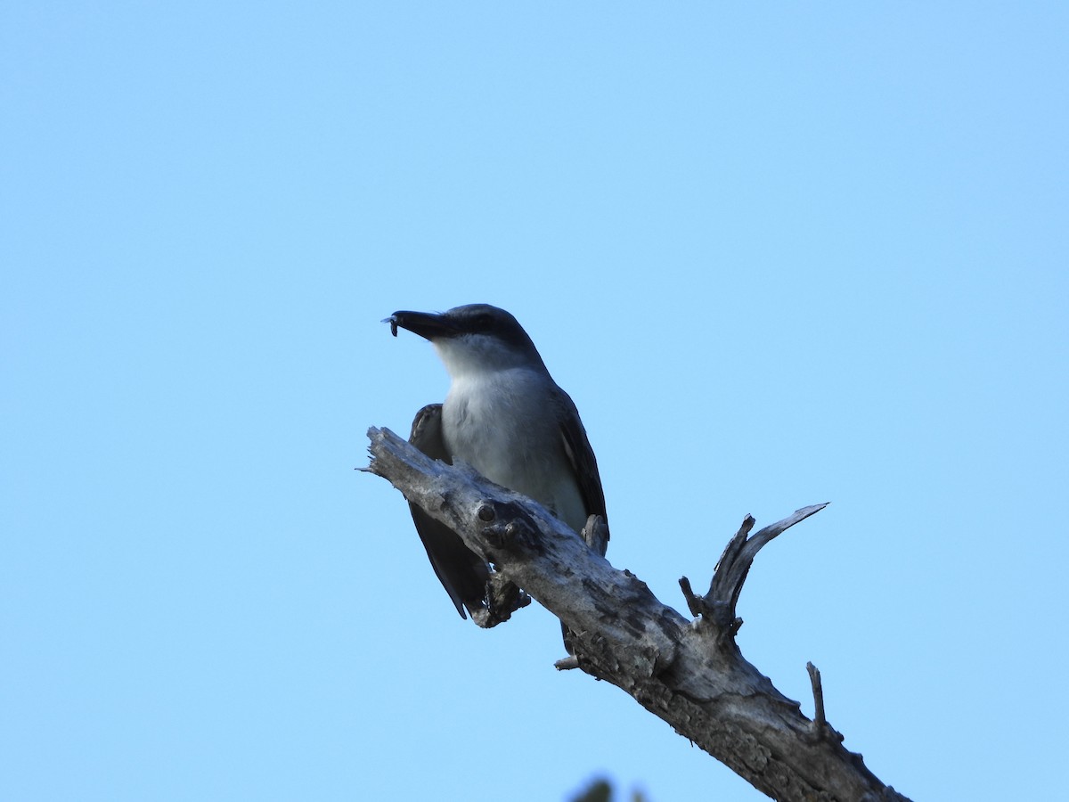 Gray Kingbird - ML646649172
