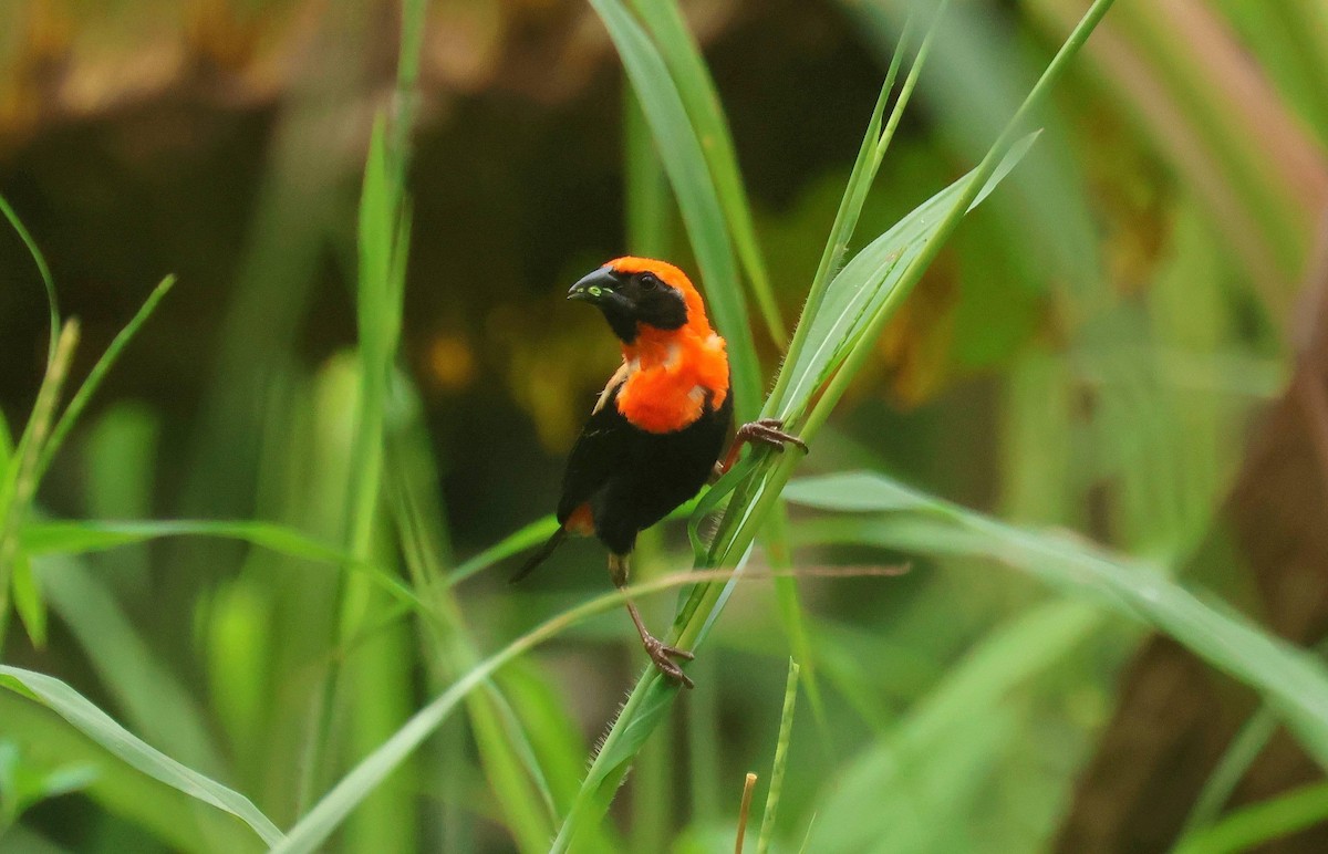 Black-winged Bishop - ML646649173
