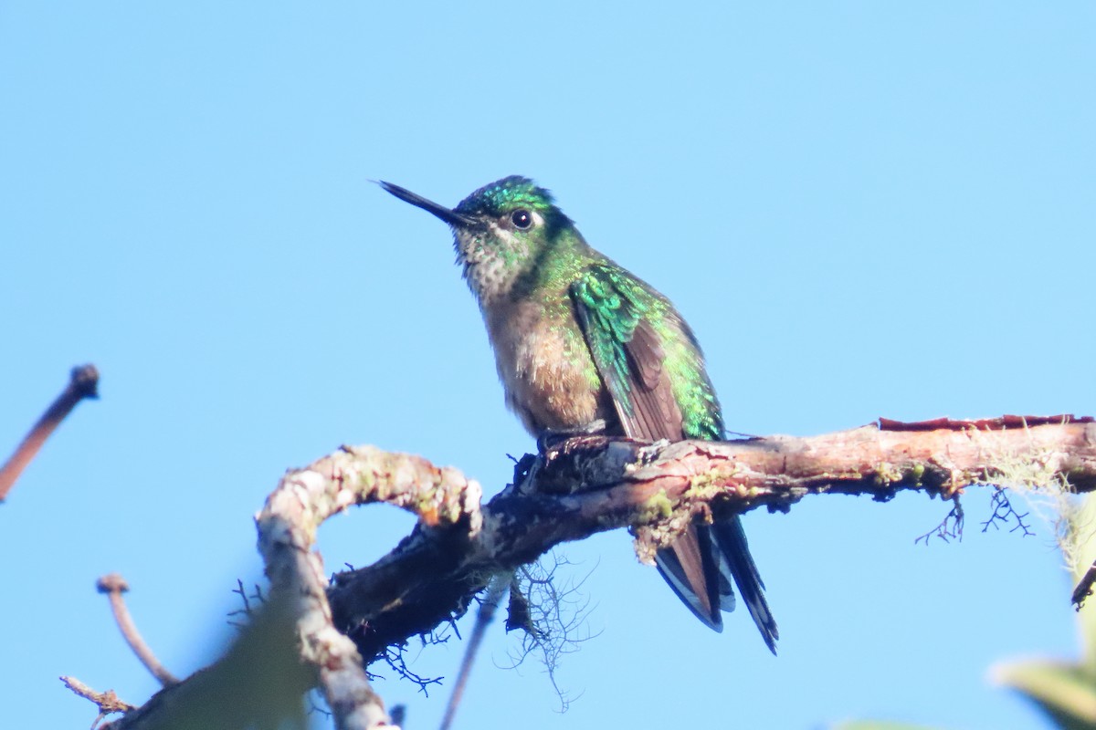Long-tailed Sylph - ML646649174