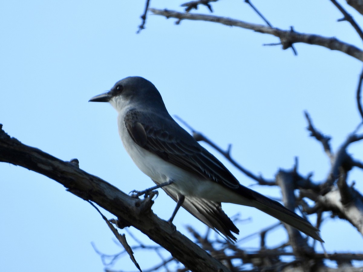 Gray Kingbird - ML646649179