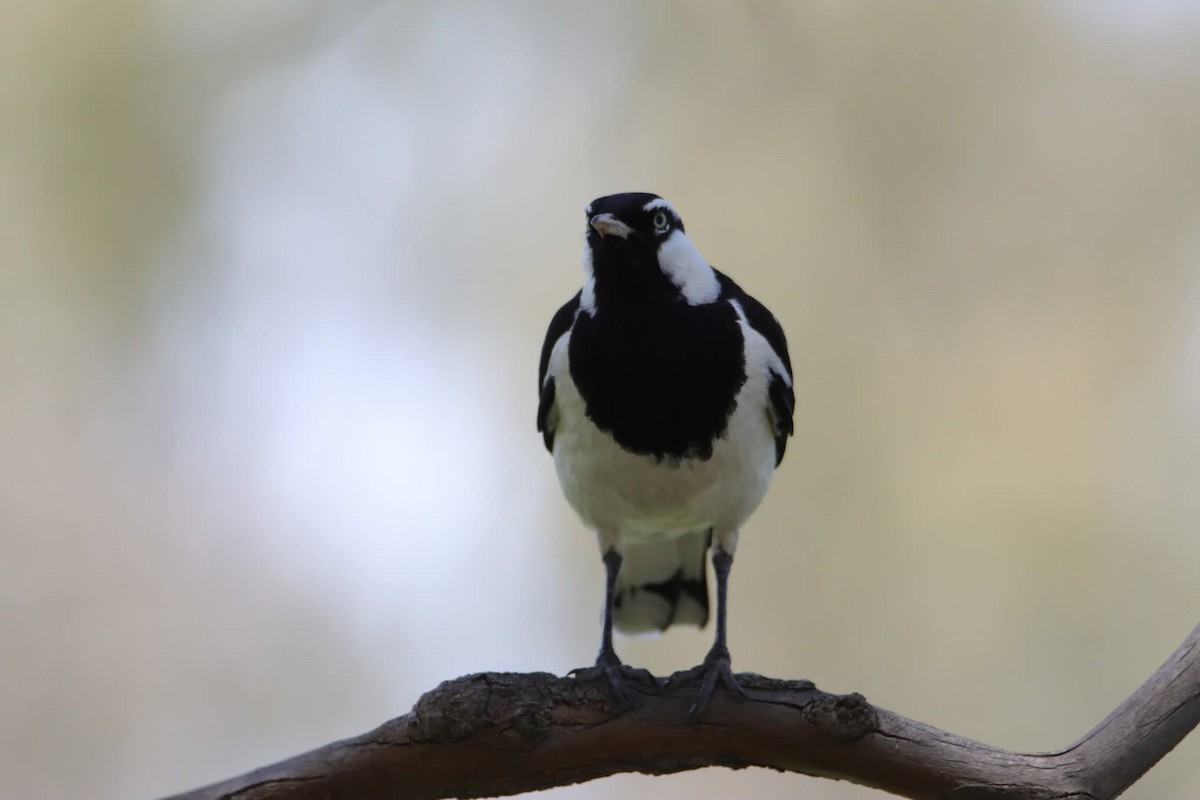 Grallina Australiana - ML646649180