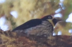 Carpintero Bellotero - ML646649181