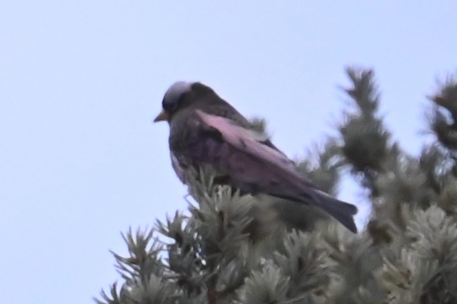 grånakkefjellfink (tephrocotis gr.) - ML646649183