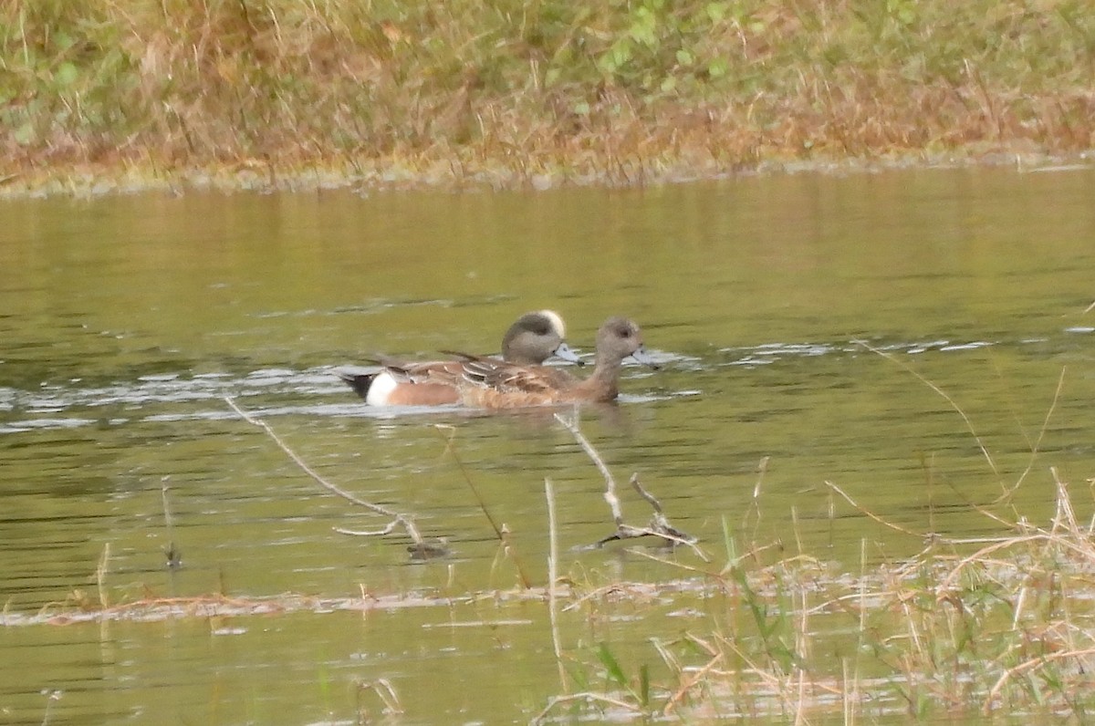 American Wigeon - ML646649186