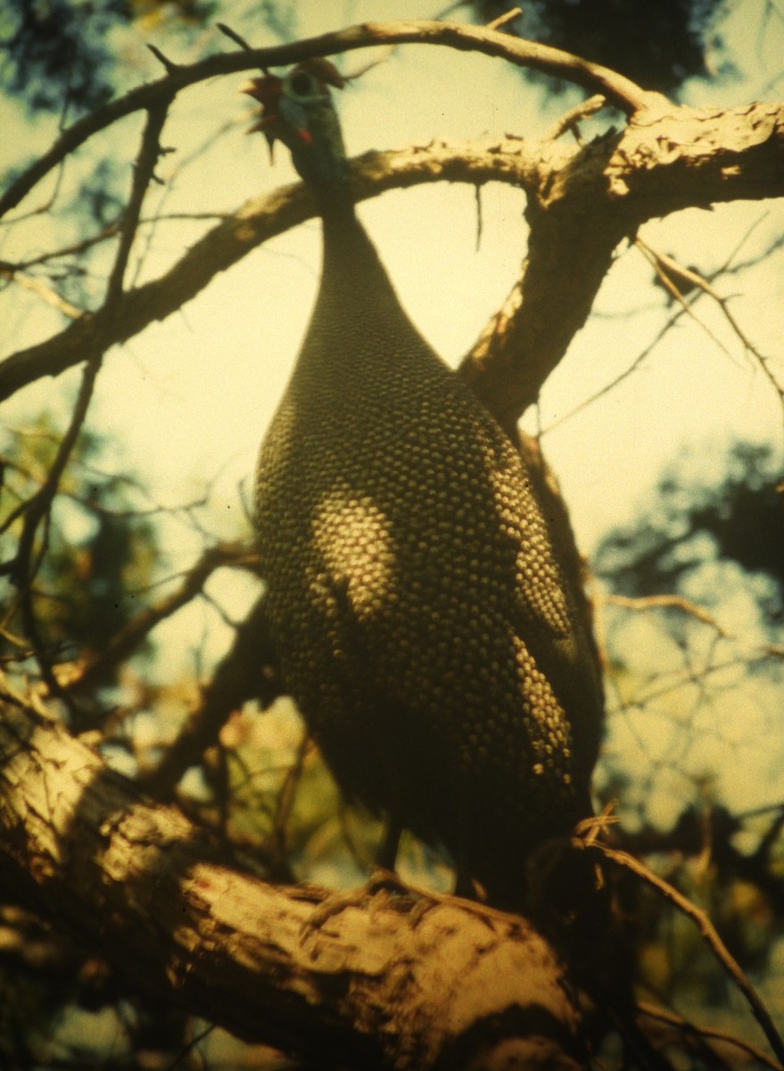 Helmeted Guineafowl - ML646649190