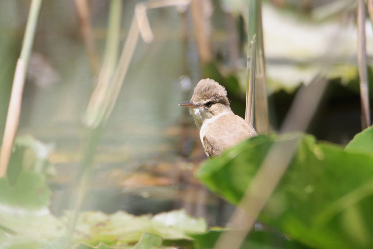 Carricero Australiano - ML646649193