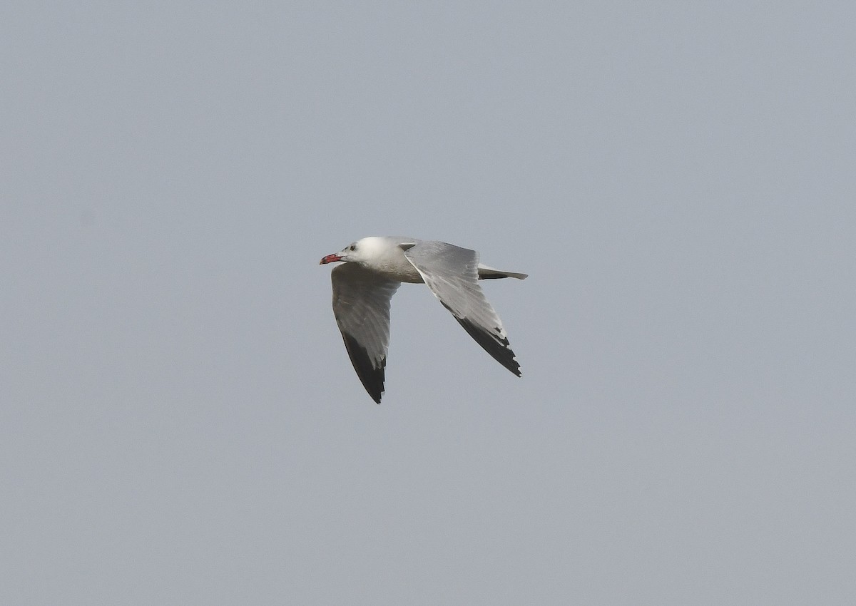 Audouin's Gull - ML646649194