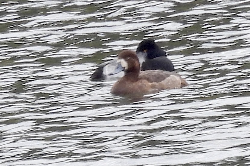 Greater/Lesser Scaup - ML646649195
