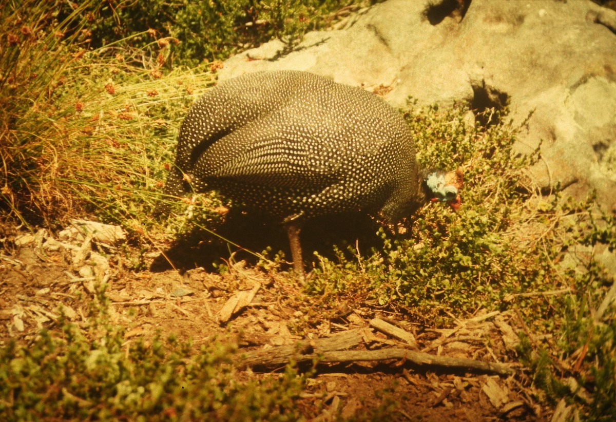 Helmeted Guineafowl - ML646649196