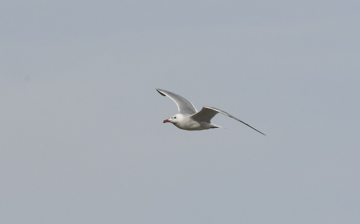Audouin's Gull - ML646649197