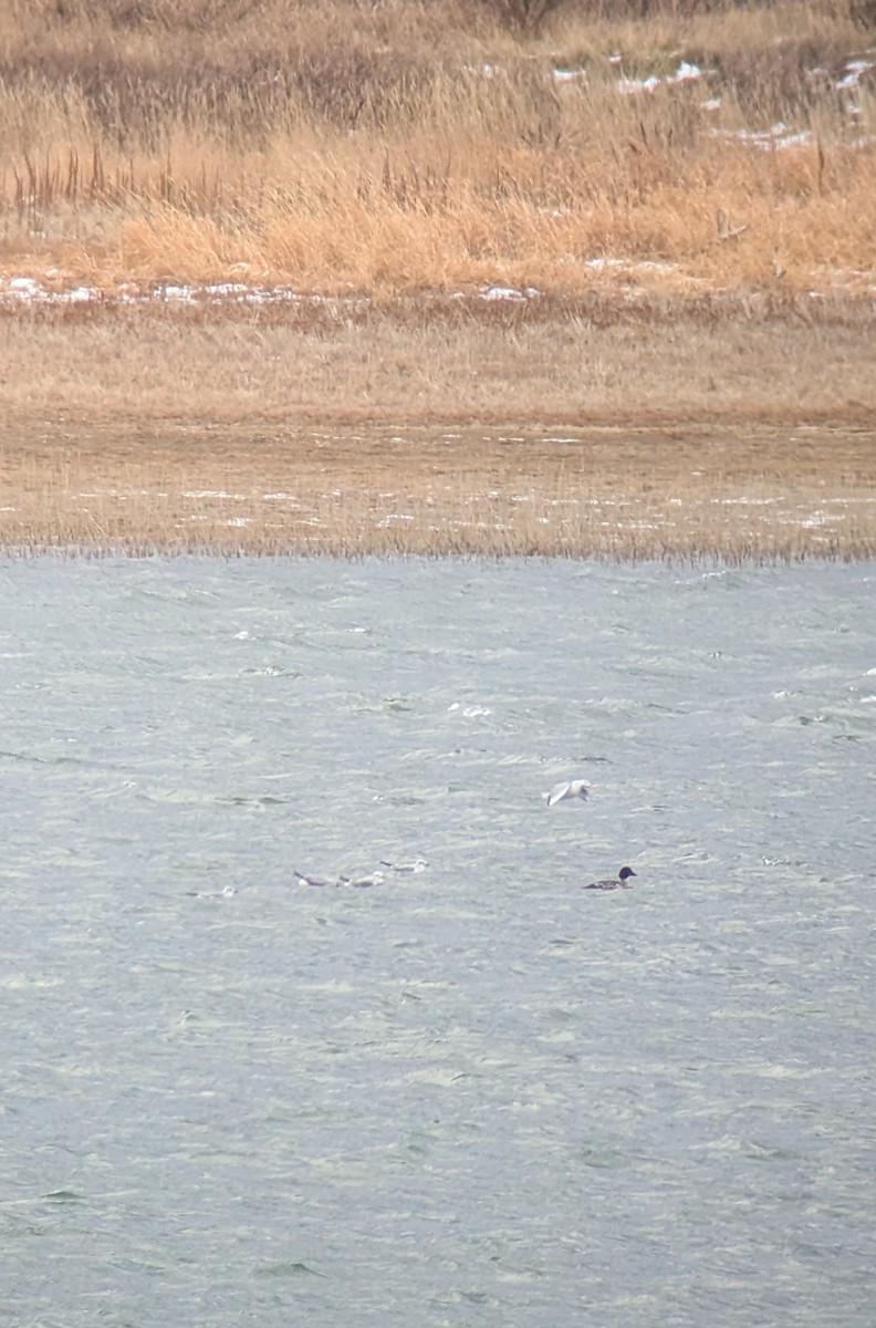 Bonaparte's Gull - ML646649204
