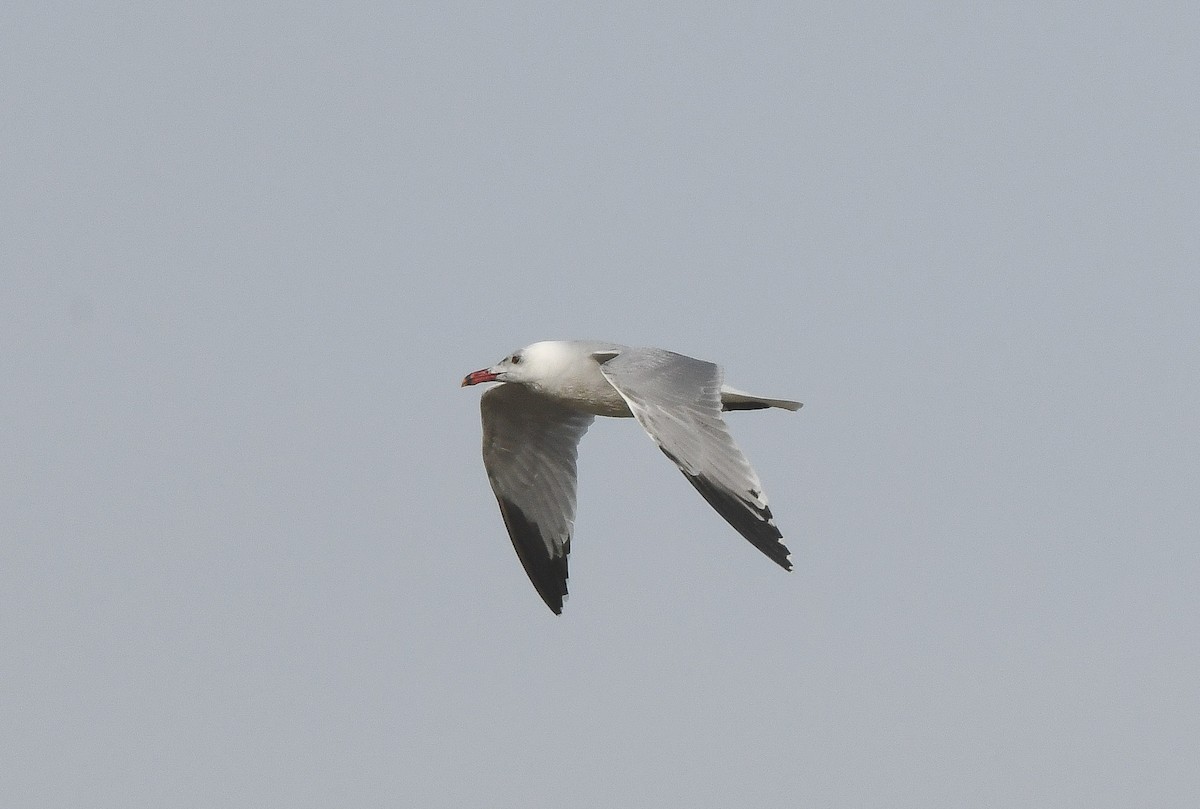 Audouin's Gull - ML646649205