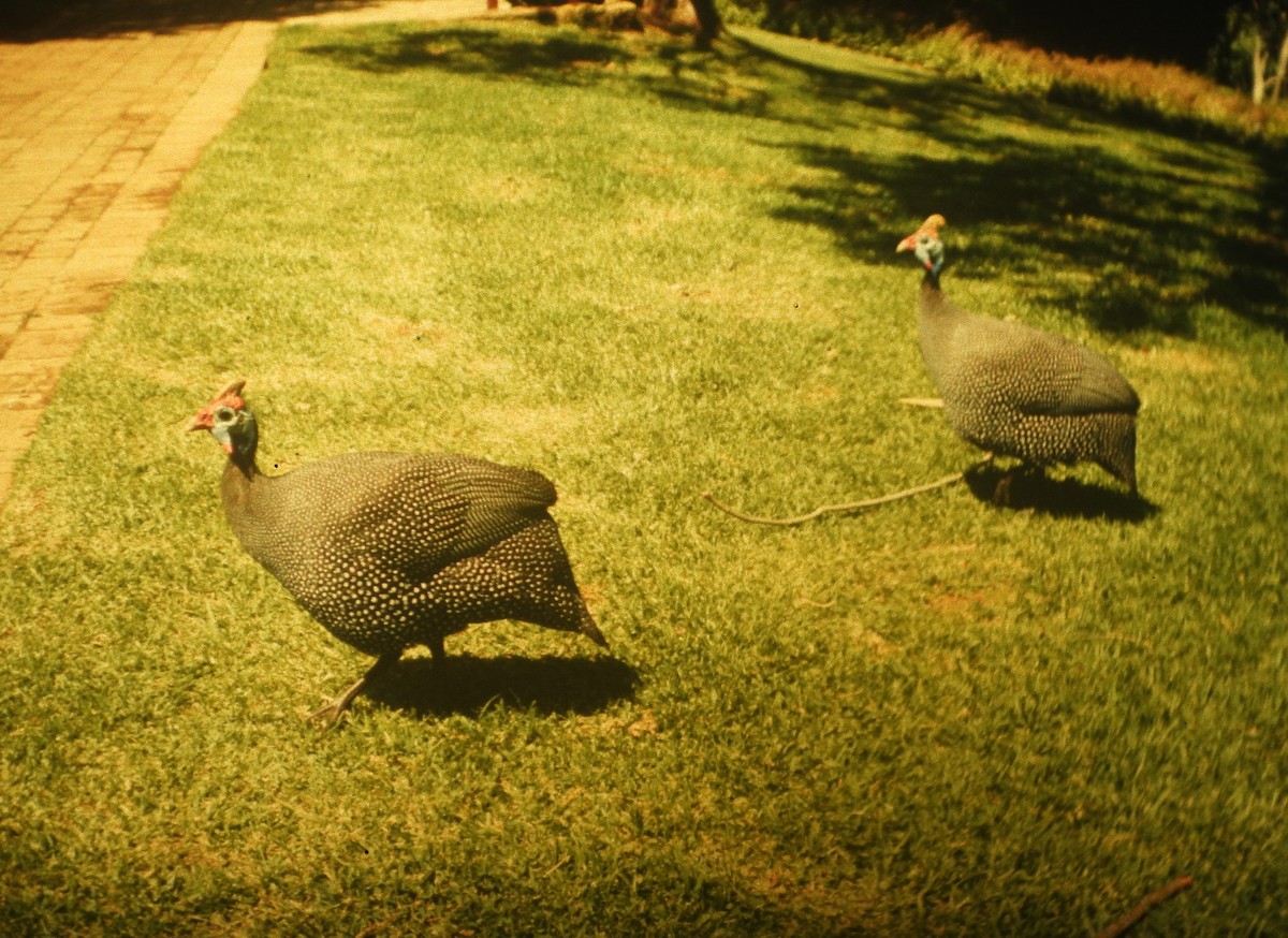 Helmeted Guineafowl - ML646649206