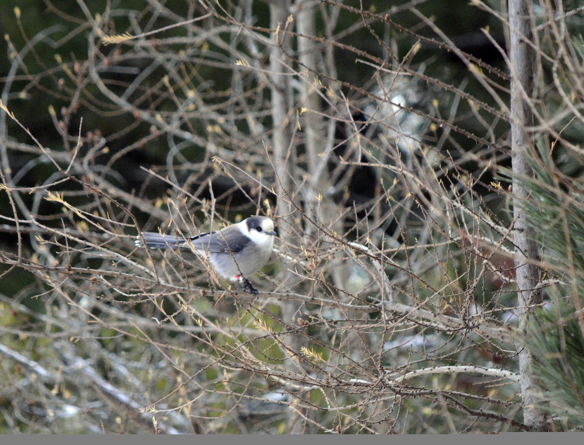 Canada Jay - ML646649208