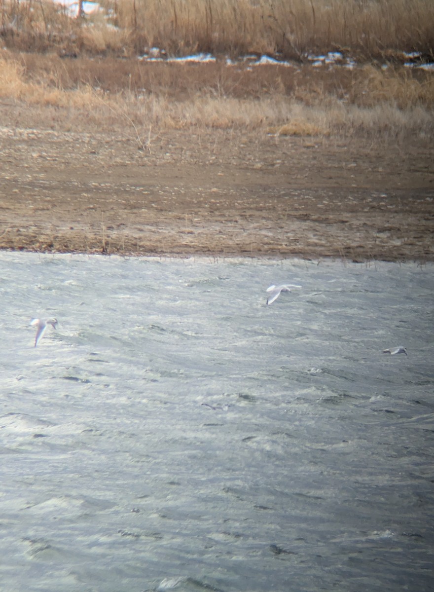 Bonaparte's Gull - ML646649209