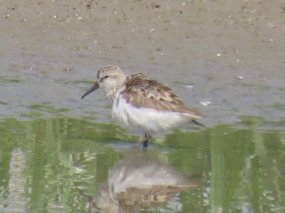 Gambecchio dell'Alaska - ML646649211