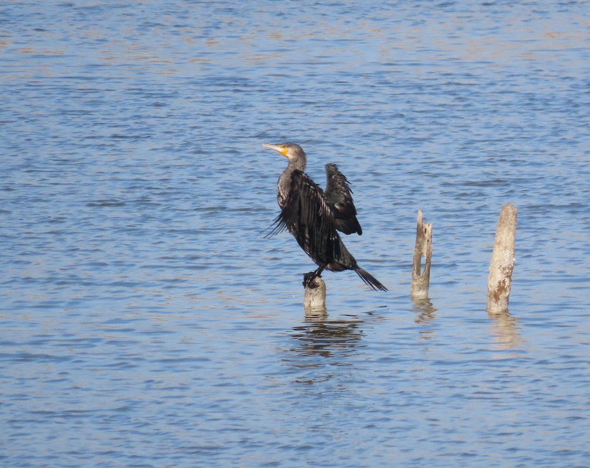 Большой баклан - ML646649212