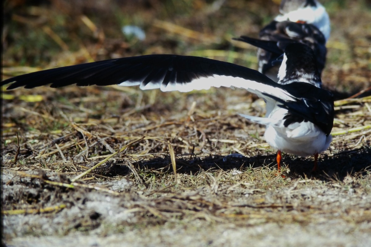 Black Skimmer (niger) - ML646649215